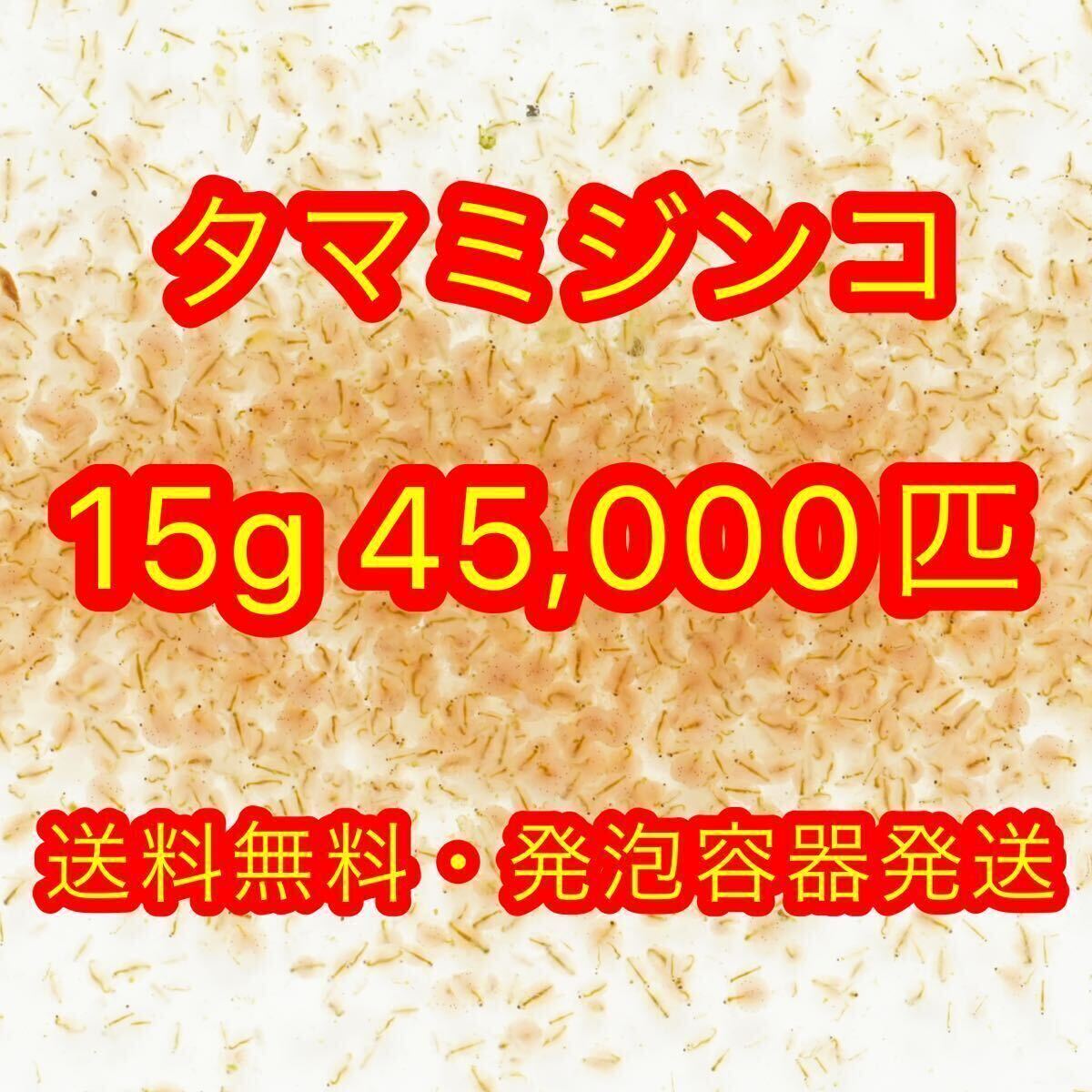 【送料無料】タマミジンコ 45,000匹 15g #2_画像1