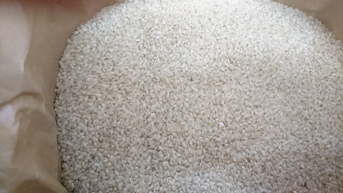 はぜ架け 天日干し 減農薬 長野県産コシヒカリ 玄米20㎏ 1/2_画像5
