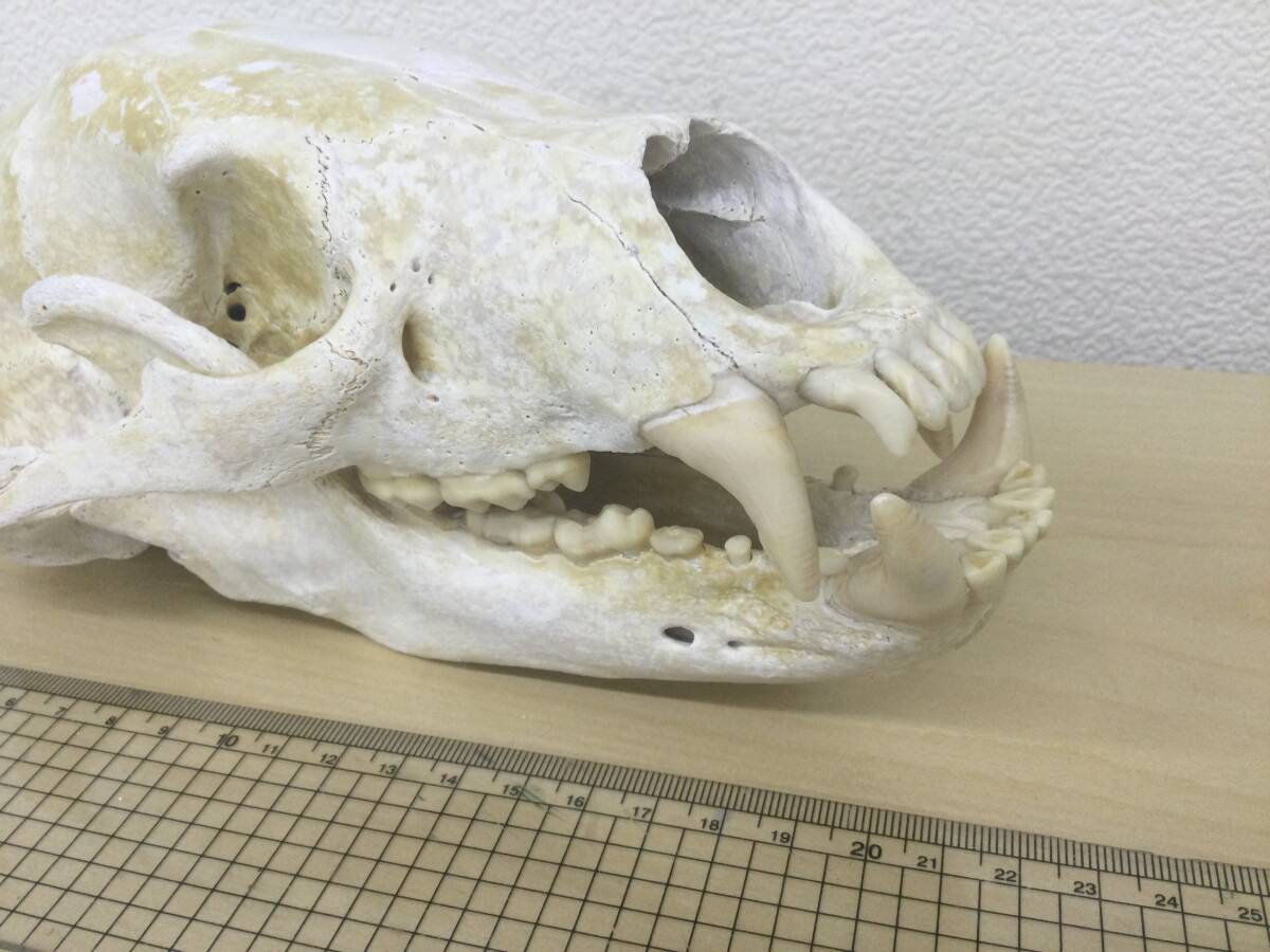 ハンティングトロフィー 狩猟 標本 熊 鹿 猪 角 鹿角 骸骨 頭蓋骨 ツキノワグマの画像1
