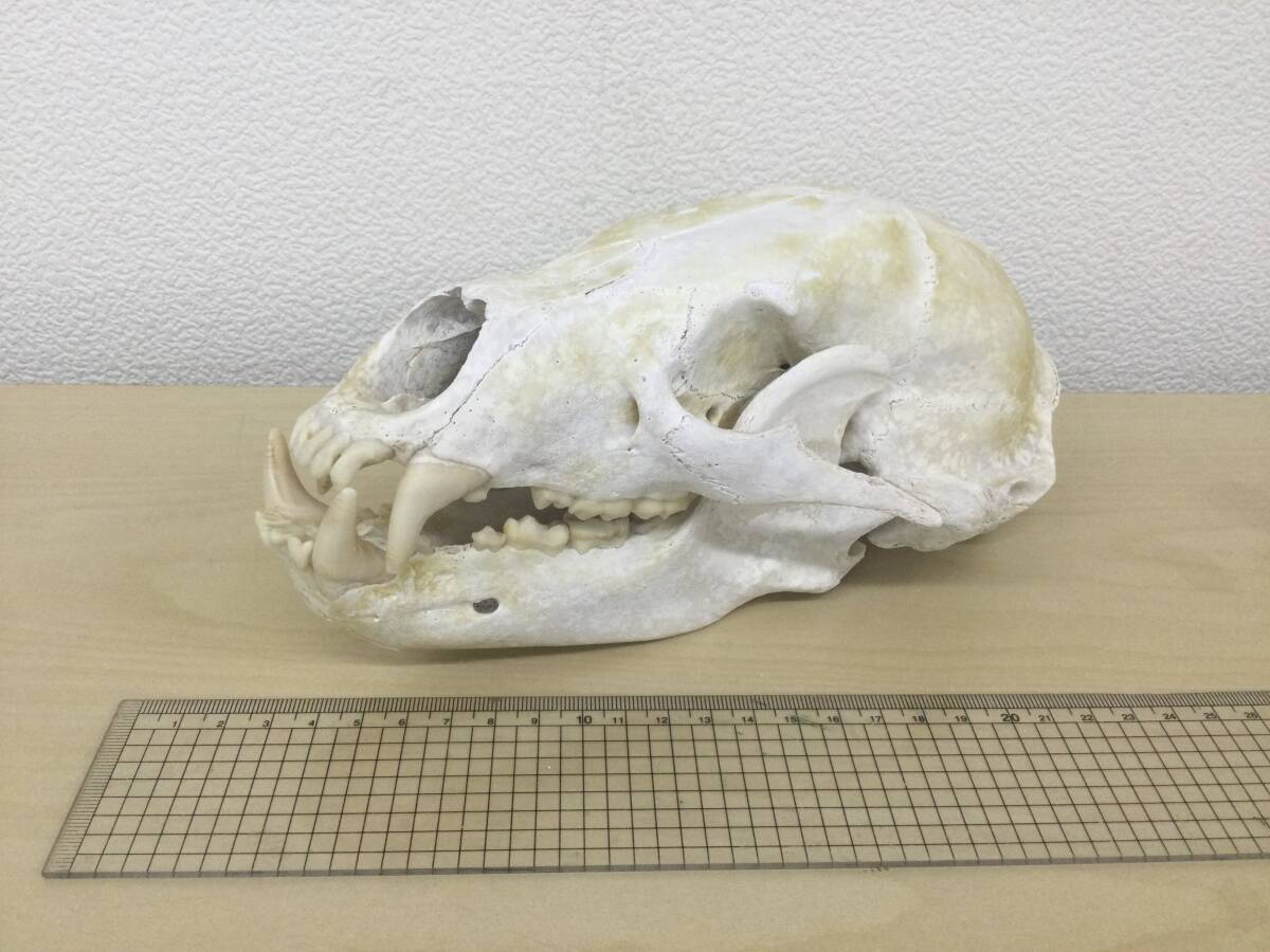 ハンティングトロフィー 狩猟 標本 熊 鹿 猪 角 鹿角 骸骨 頭蓋骨 ツキノワグマの画像6