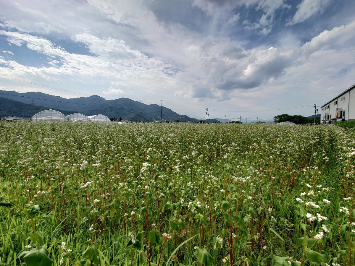  новый соба . мир 5 год Nagano префектура производство гречневая мука Shinshu соба 800g сохранение . удобный молния имеется упаковка . доставляем.