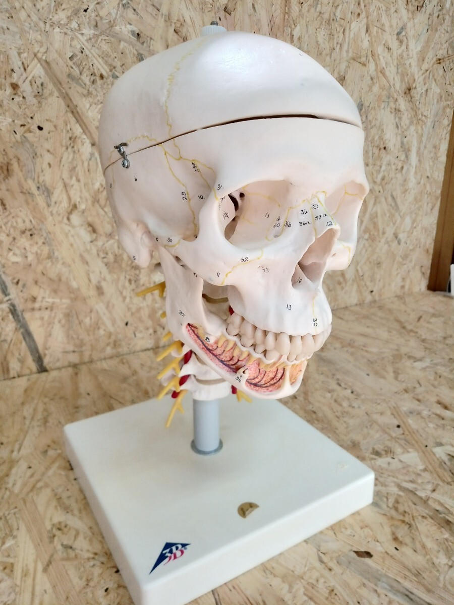 整体 骨格模型 人体模型 頭蓋骨 頚椎 頭部 3B Scientific GmbH カイロ 理学療法 教材 スカルの画像1