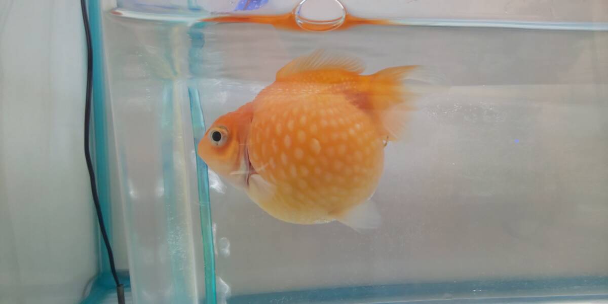 増量　即決まんまるピンポンパール　赤ちゃん（稚魚）60匹+20匹_親です(メス)