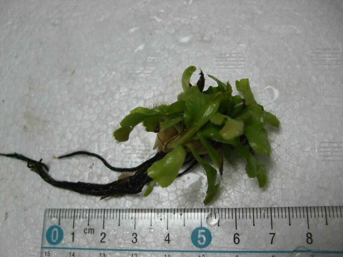 ハエトリソウ Dionaea muscipula Phalanx 抜き苗 食虫植物 C_画像2