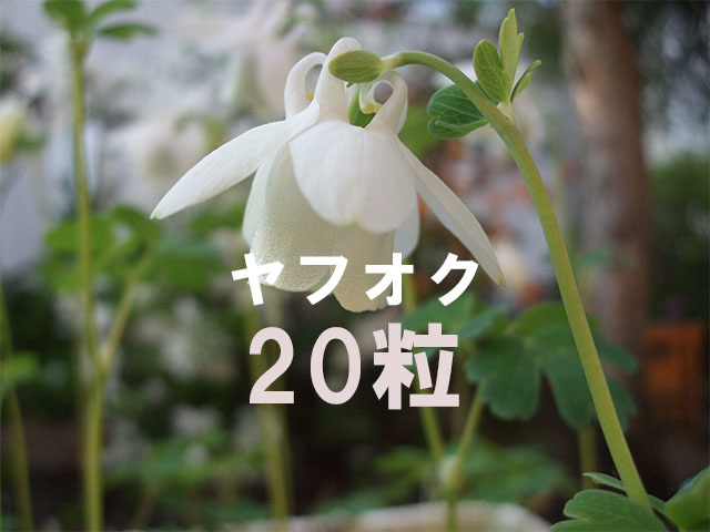 白花 アポイオダマキ 種子 20粒 北海道 アポイ岳 山野草 高山植物_画像1