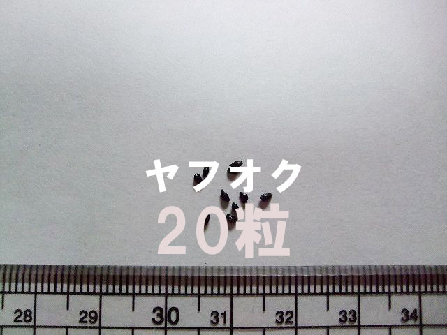 ホロウチヤマ ミヤマオダマキ 種子 40粒 (北海道幌内山産) 山野草_画像2