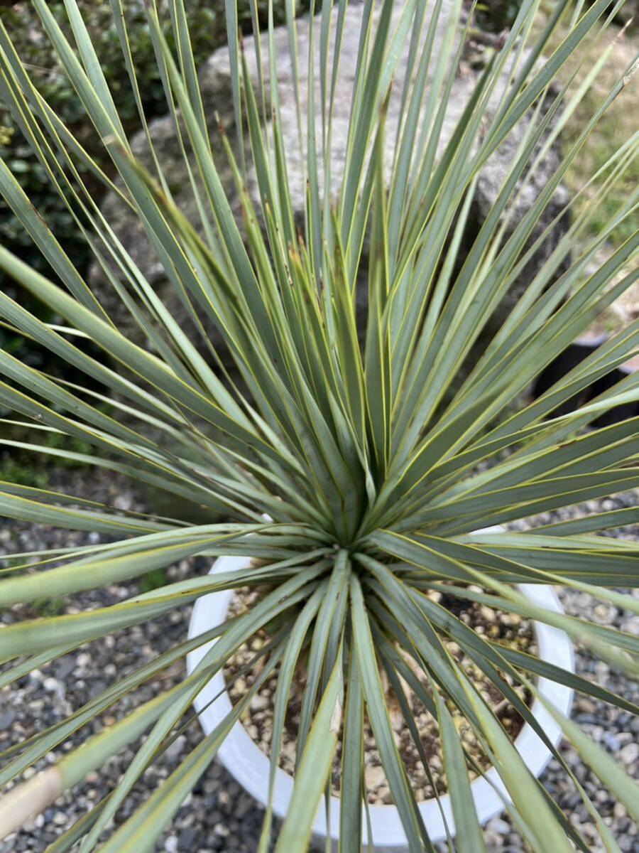 ユッカ ロストラータ 太 発根　耐寒性-15 ドライガーデン 地植え シンボルツリー Yucca ガーデニング _画像2