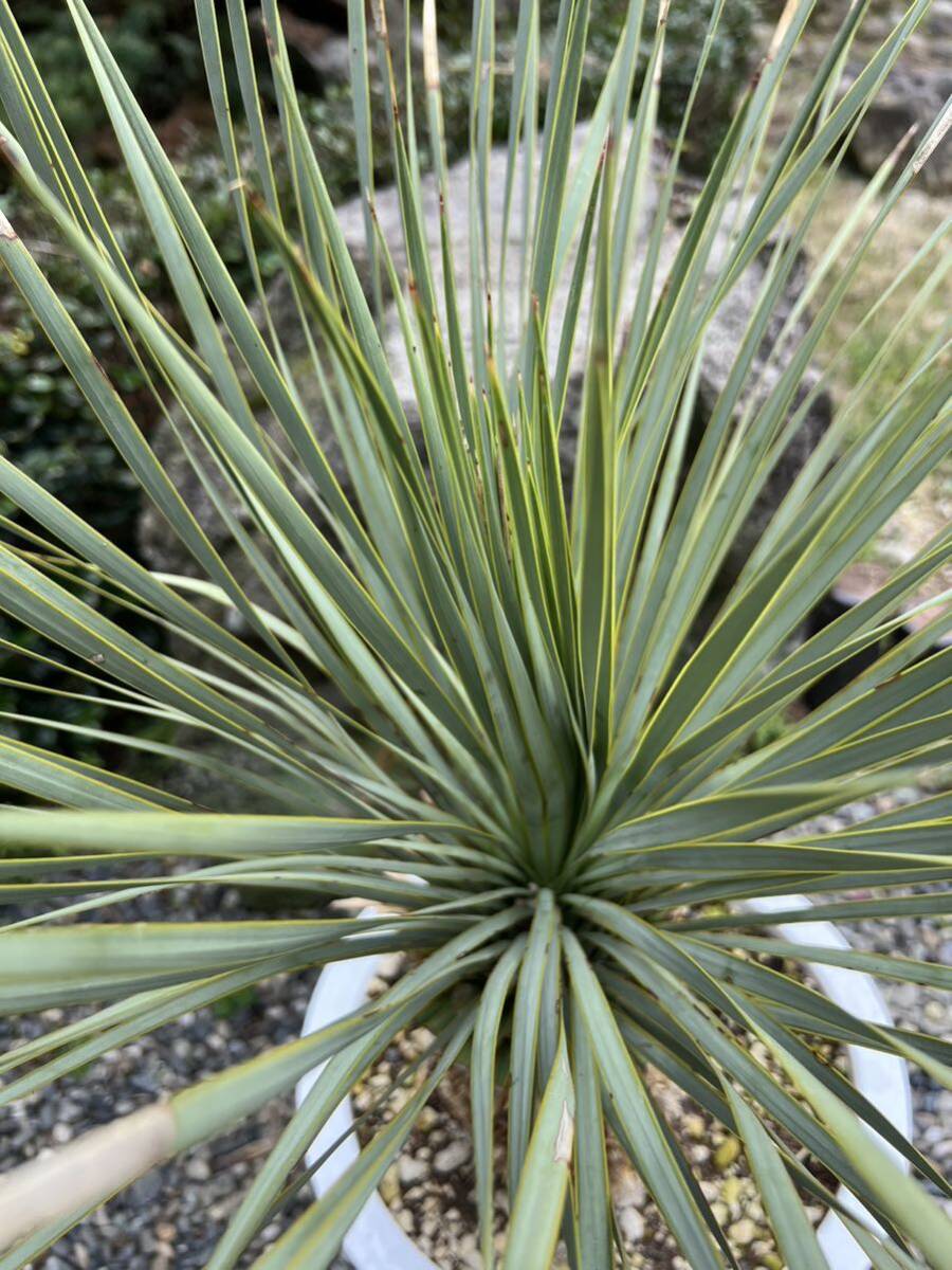 ユッカ ロストラータ 太 発根　耐寒性-15 ドライガーデン 地植え シンボルツリー Yucca ガーデニング _画像4