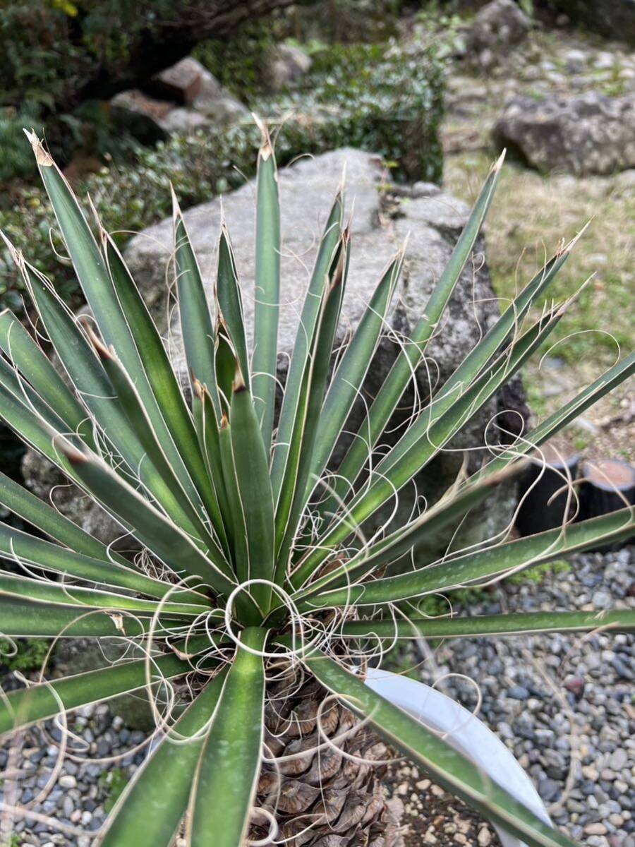 ユッカ フィリフェラ 耐寒性ー15 ドライガーデン 地植え シンボルツリー　ガーデニング Yucca 庭　希少　発根　新葉　レア_画像4