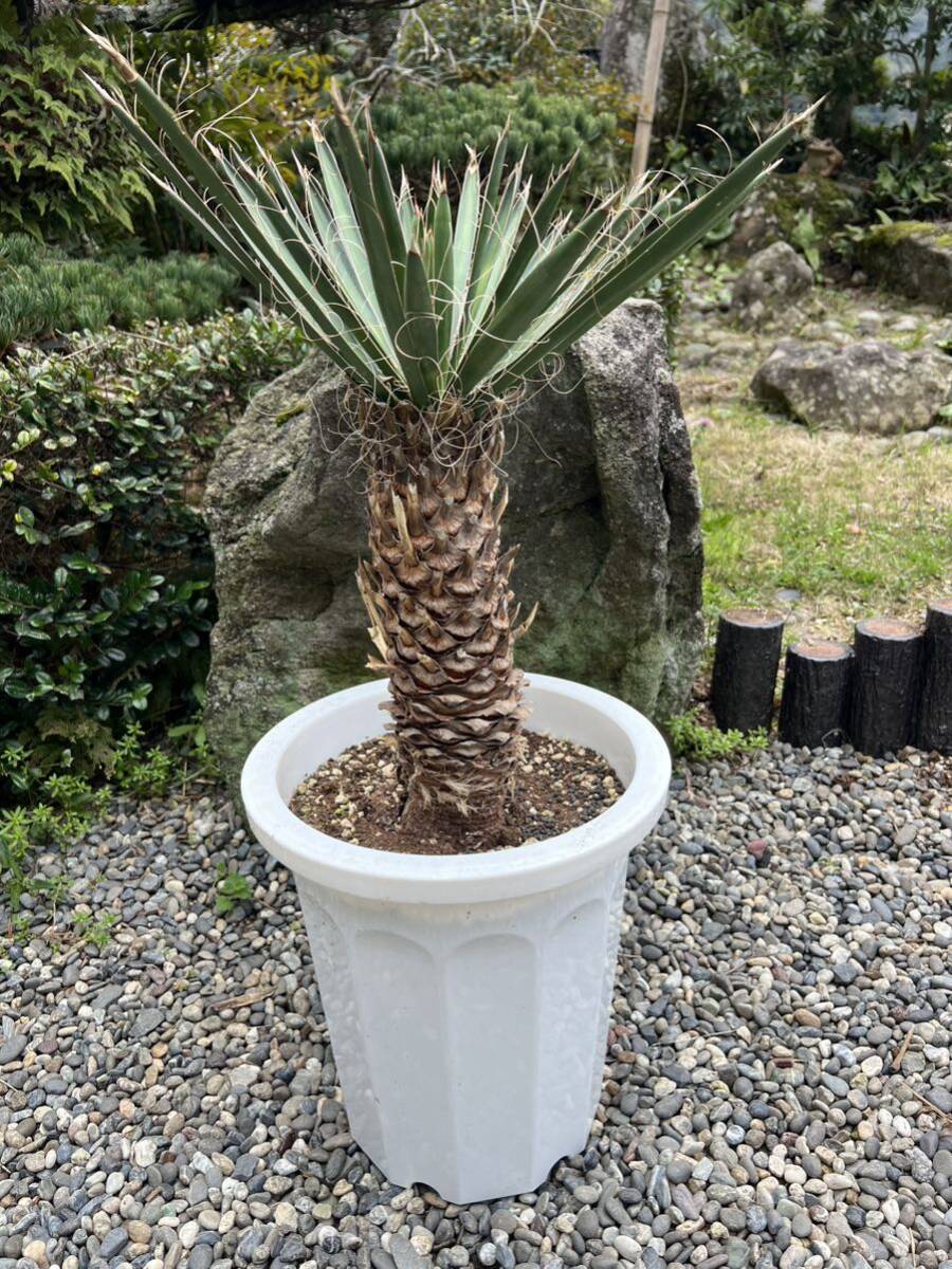 ユッカ フィリフェラ 耐寒性ー15 ドライガーデン 地植え シンボルツリー　ガーデニング Yucca 庭　希少　発根　新葉　レア_画像1