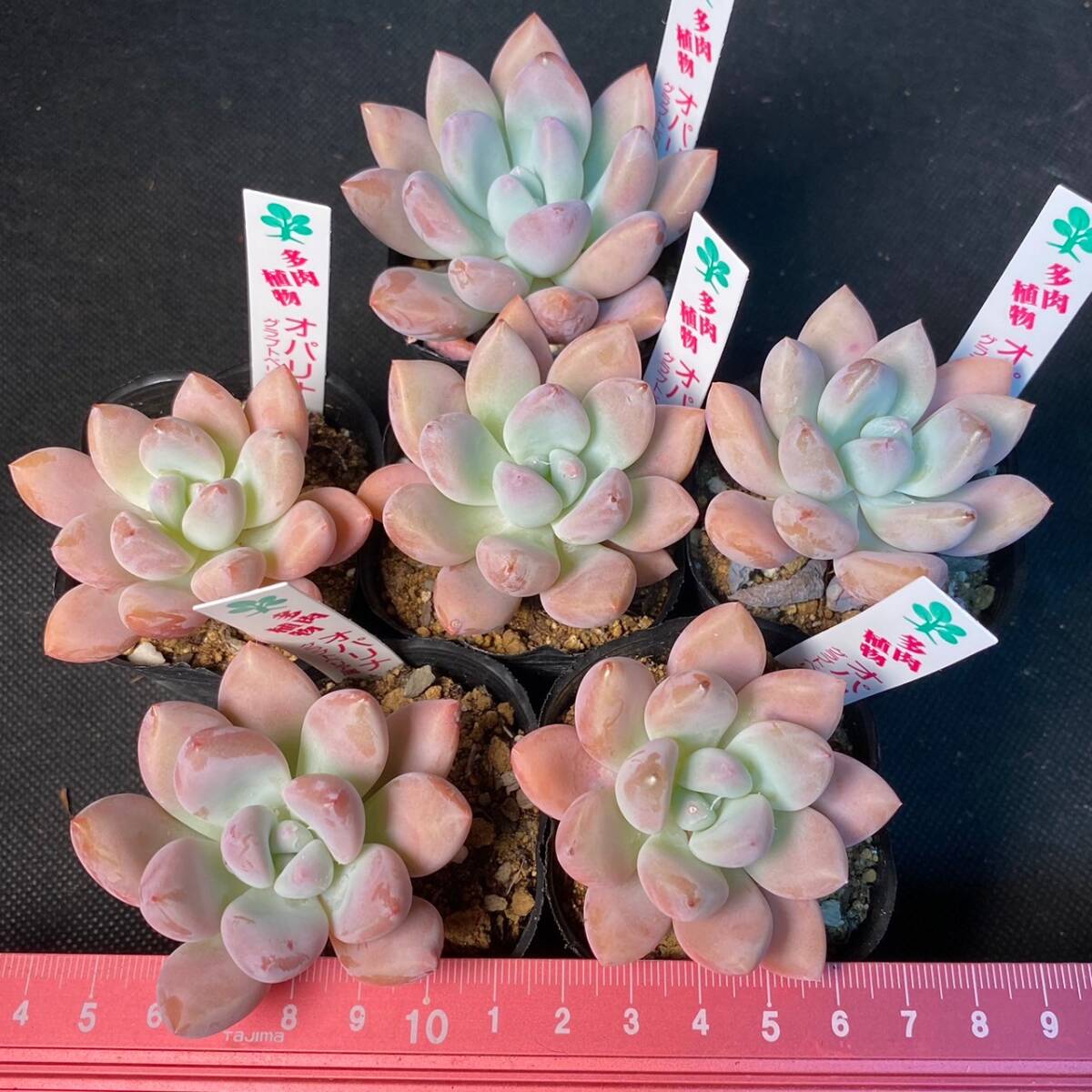 ○AA197 オパリナ　セダム　多肉植物　エケベリア_画像2