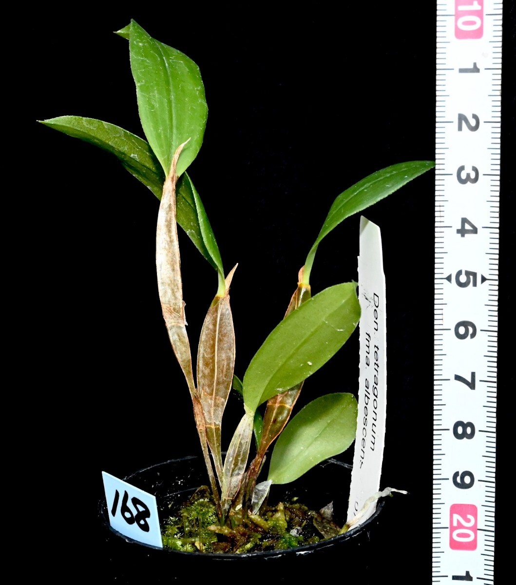 洋蘭原種 (168) Den. tetragonum fma. albescens デンドロビューム　テトラゴナム　アルベッセンス_今回出品の株です。