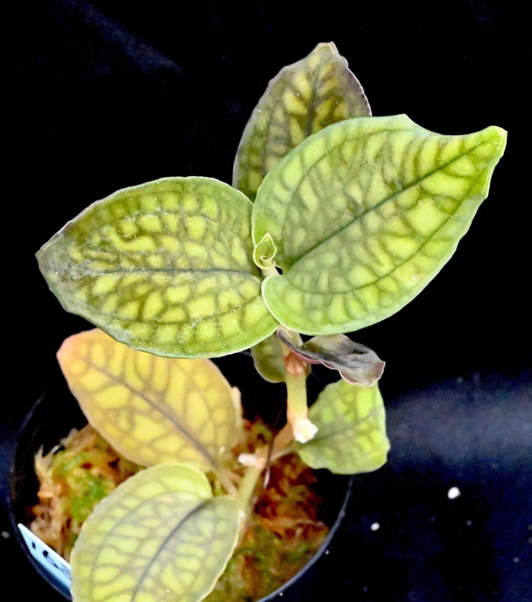 洋蘭原種 (163) 良株　Cystorchis variegata シストーキス　バリエガータ_今回出品の株です。