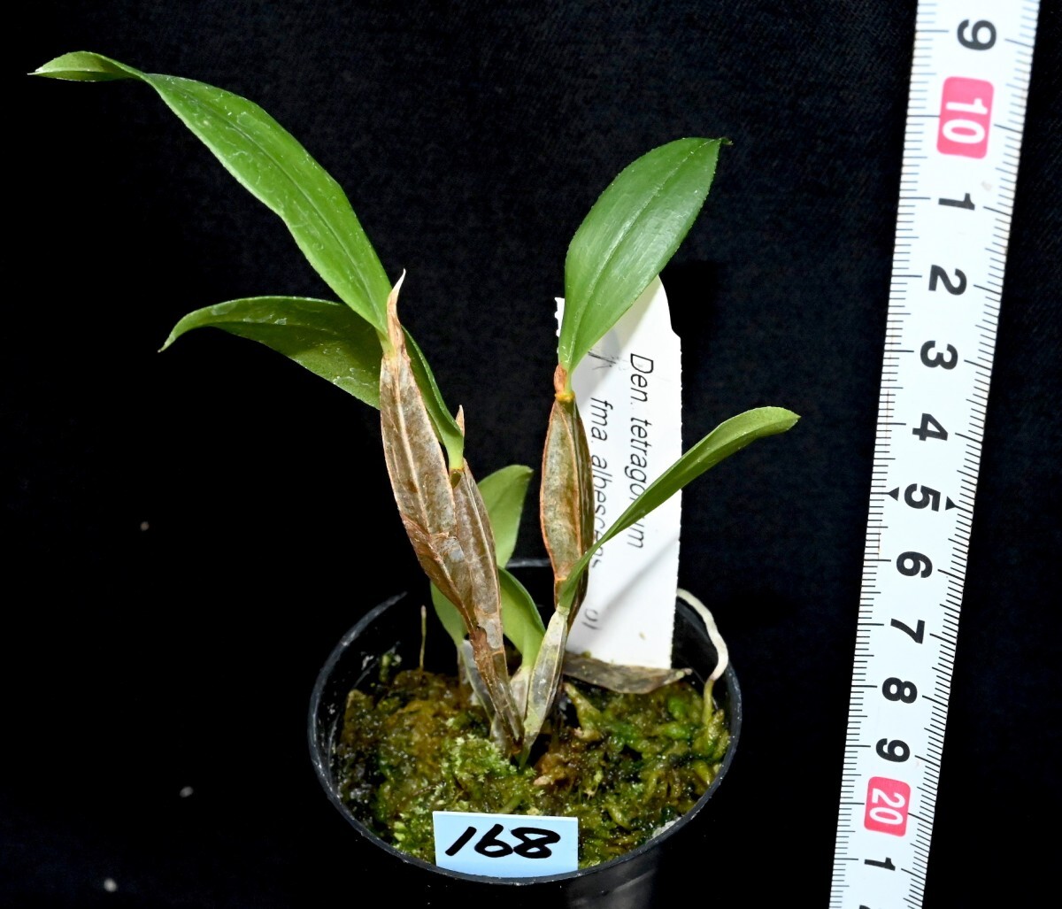 洋蘭原種 (168) Den. tetragonum fma. albescens デンドロビューム　テトラゴナム　アルベッセンス_今回出品の株です。