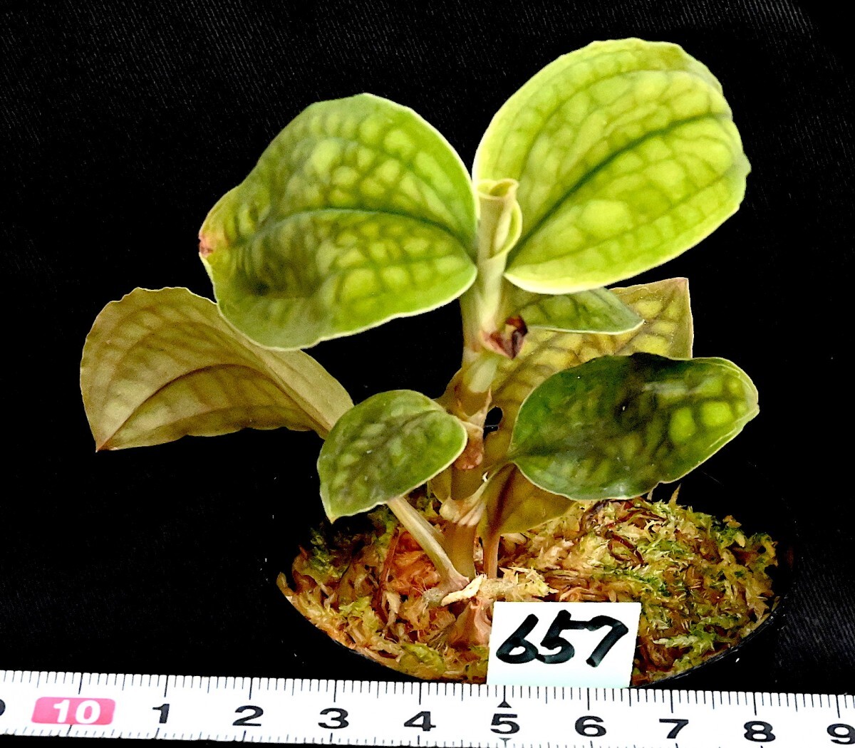 洋蘭原種 (657) 良株　Cystorchis variegata シストーキス　バリエガータ_今回出品の株です。