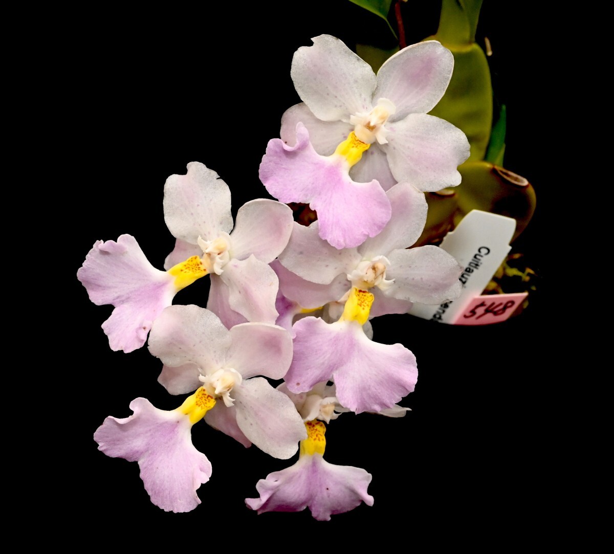 洋蘭原種 (115) 良株です。Cuitlauzina pendula キトロージナ　ペンデュラ_参考開花例です。