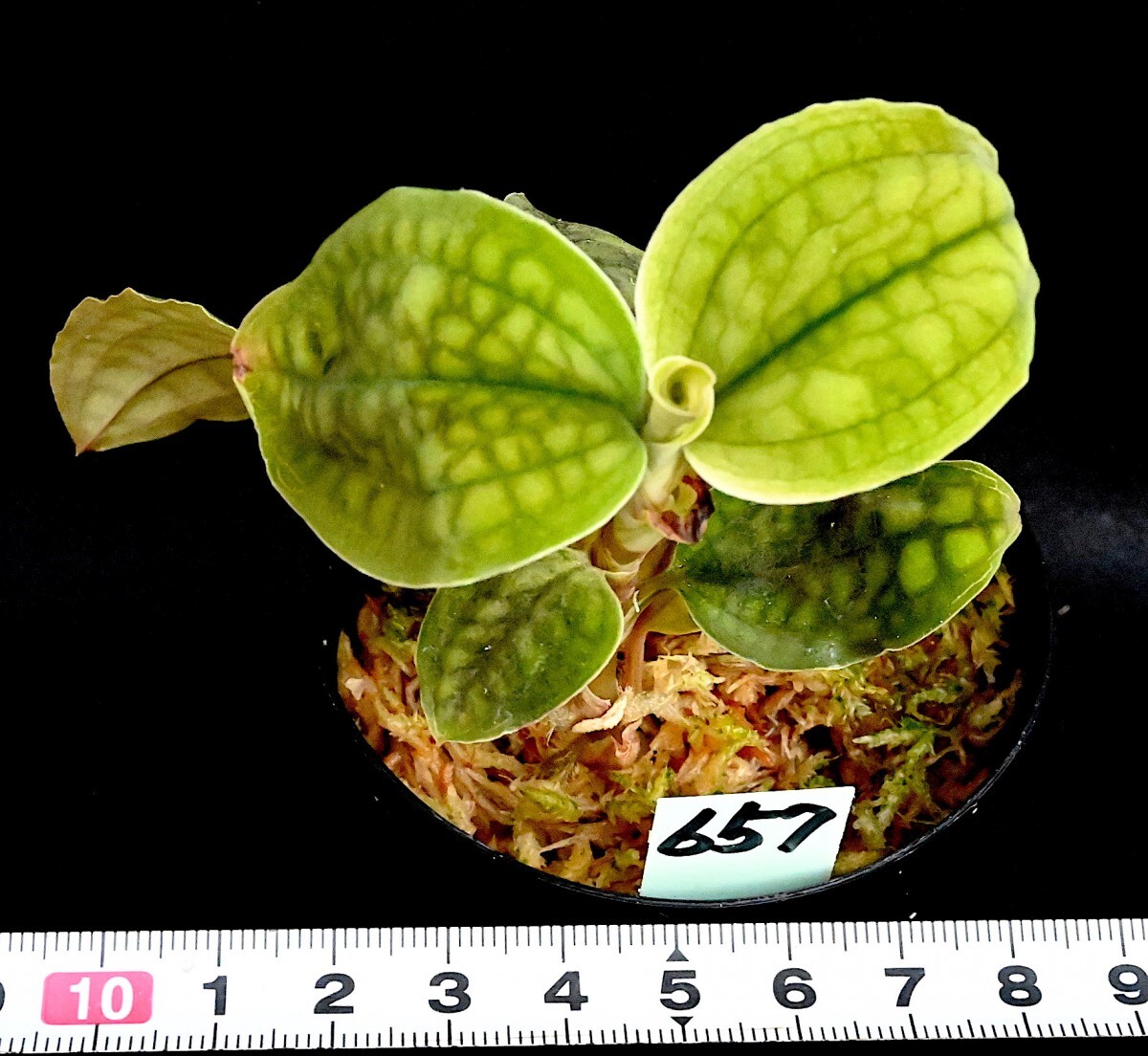 洋蘭原種 (657) 良株　Cystorchis variegata シストーキス　バリエガータ_今回出品の株です。