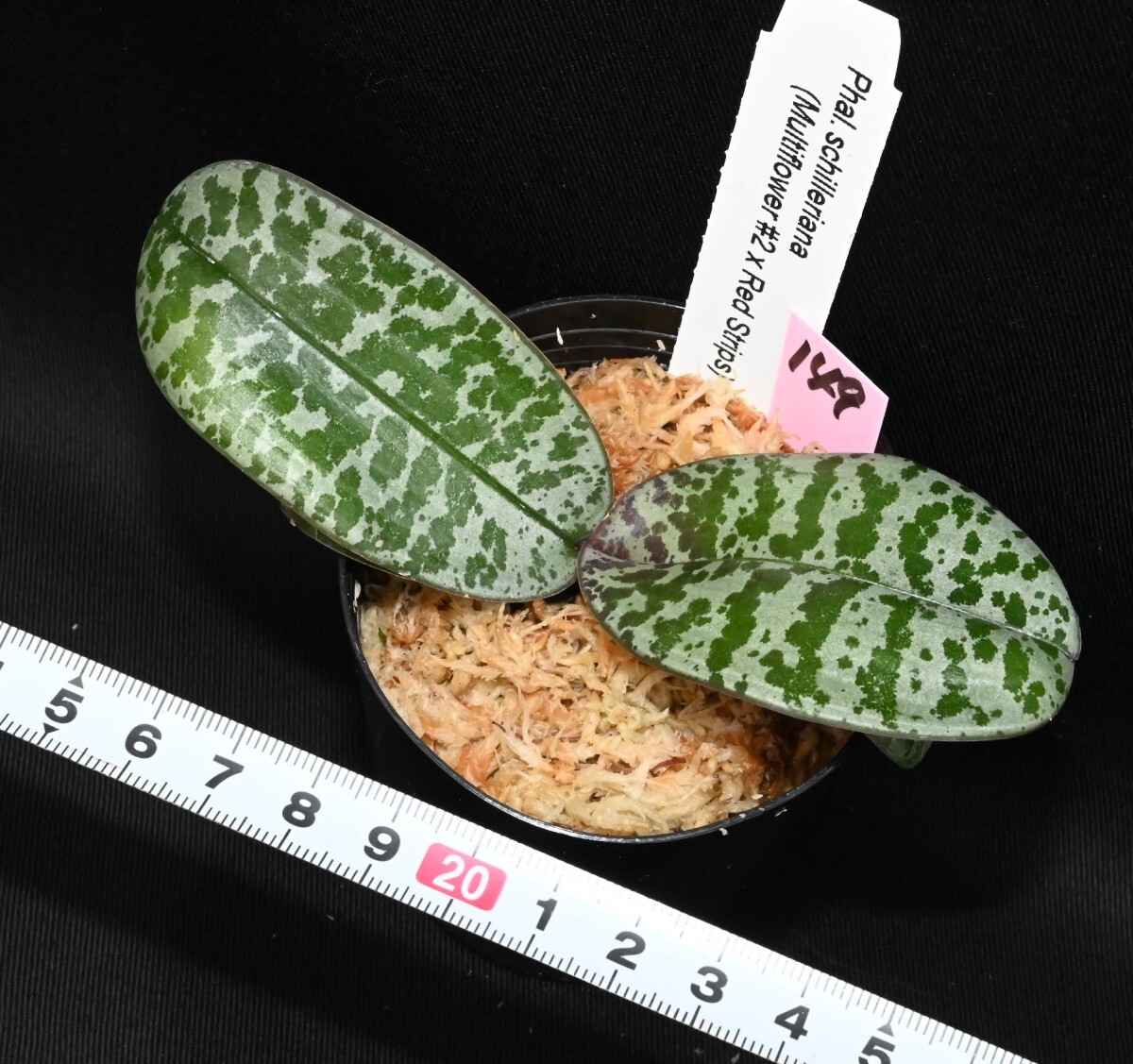 洋蘭原種 (149) 葉の綺麗な胡蝶蘭 Phal. schilleriana (Multi Flower x Red Stripe)（SIb) ファレノプシス シレリアナSIb_今回出品の株です。