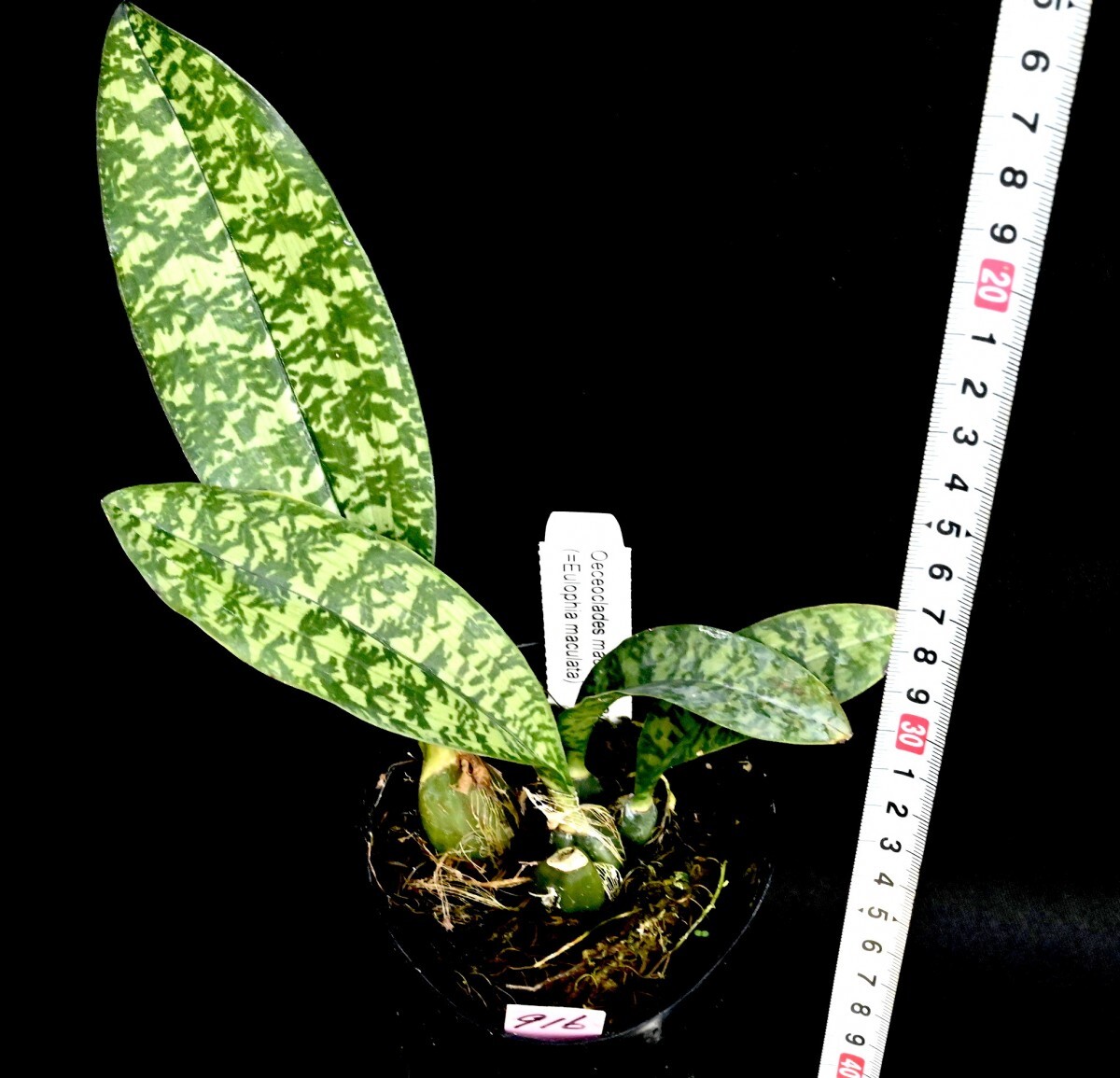 洋蘭原種 (916) 大きな株です。マダガスカルのオエセオ　Oeceoclades maculata オエセオクラデス　マクラータ_画像2