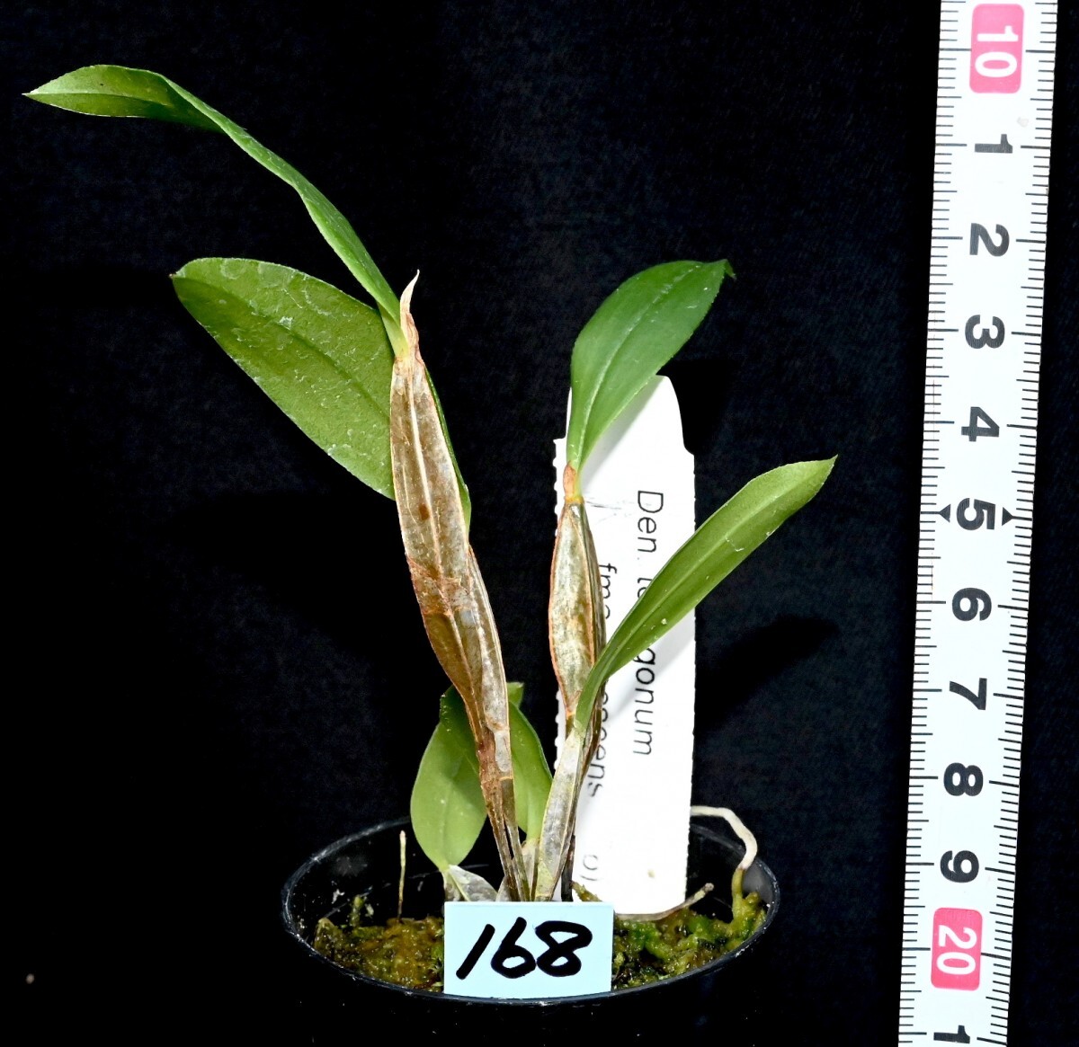 洋蘭原種 (168) Den. tetragonum fma. albescens デンドロビューム　テトラゴナム　アルベッセンス_今回出品の株です。