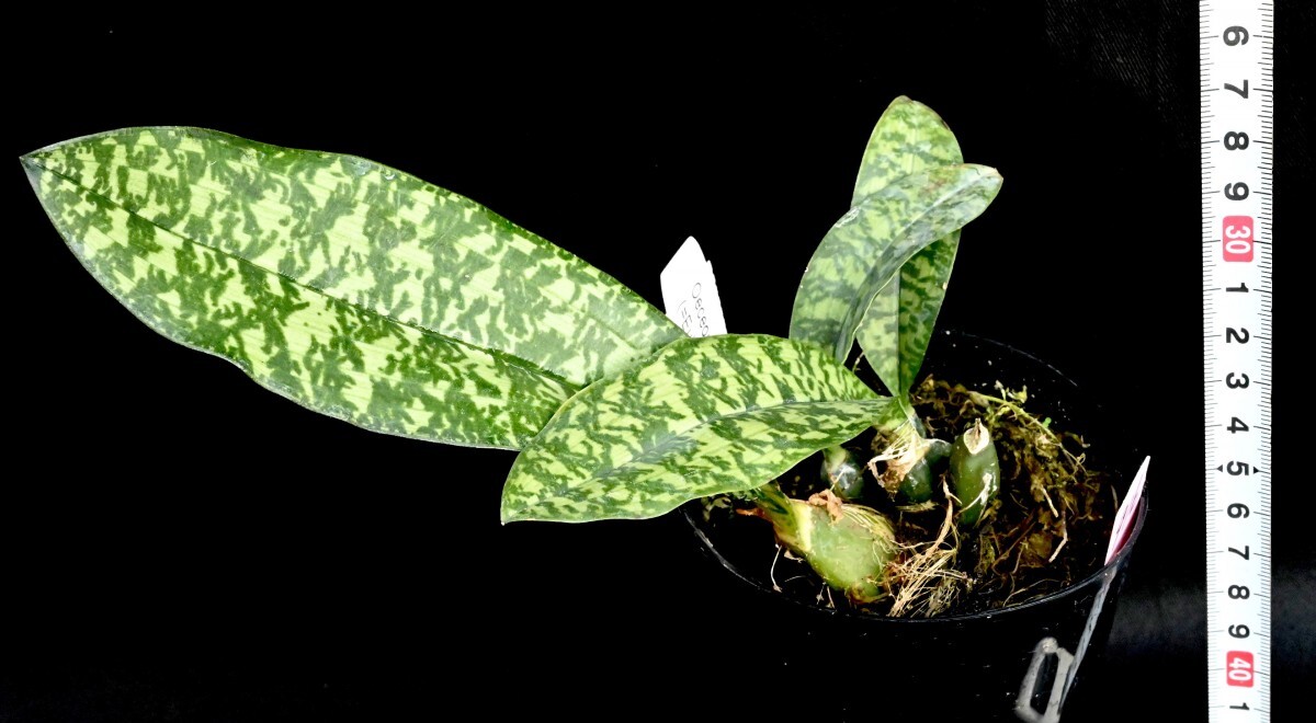 洋蘭原種 (916) 大きな株です。マダガスカルのオエセオ　Oeceoclades maculata オエセオクラデス　マクラータ_画像3