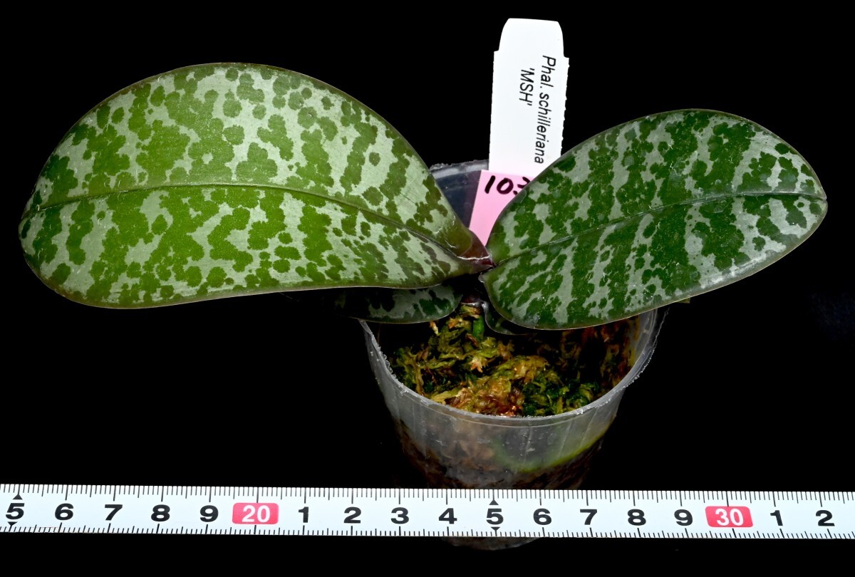 洋蘭原種 (103) 再入荷 大きめのサイズ　丸葉の葉の綺麗な胡蝶蘭　Phal. シレリアナ' Phal. schilleriana 'MSH'_今回出品の株です。