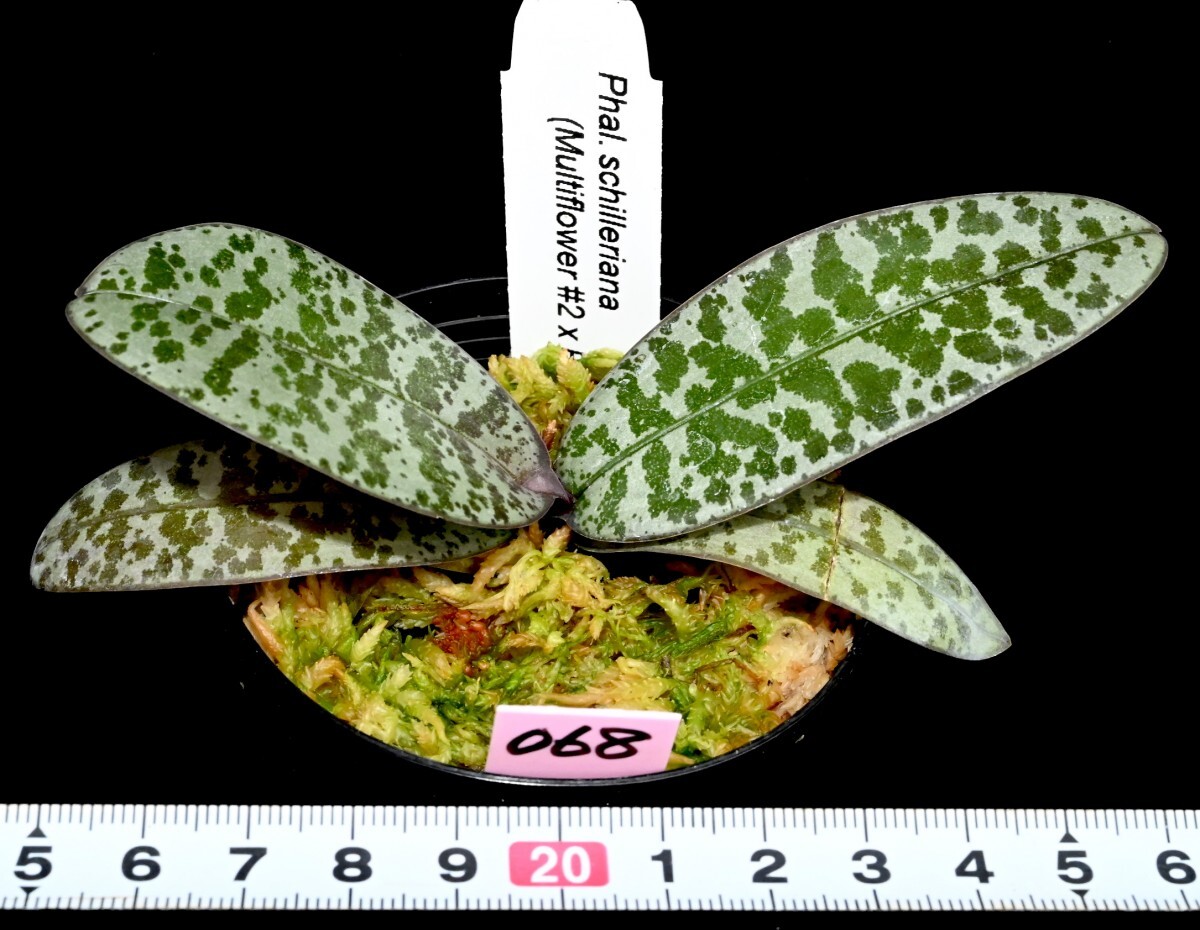 洋蘭原種 (068) 葉の綺麗な胡蝶蘭 Phal. schilleriana (Multi Flower x Red Stripe)（SIb) ファレノプシス シレリアナSIb_画像1