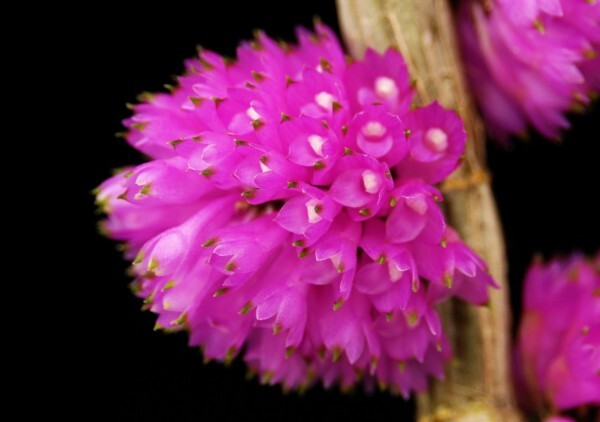 洋蘭原種 (600) Den. purpureum　Pink デンドロビューム　パープレウム_参考開花例です。