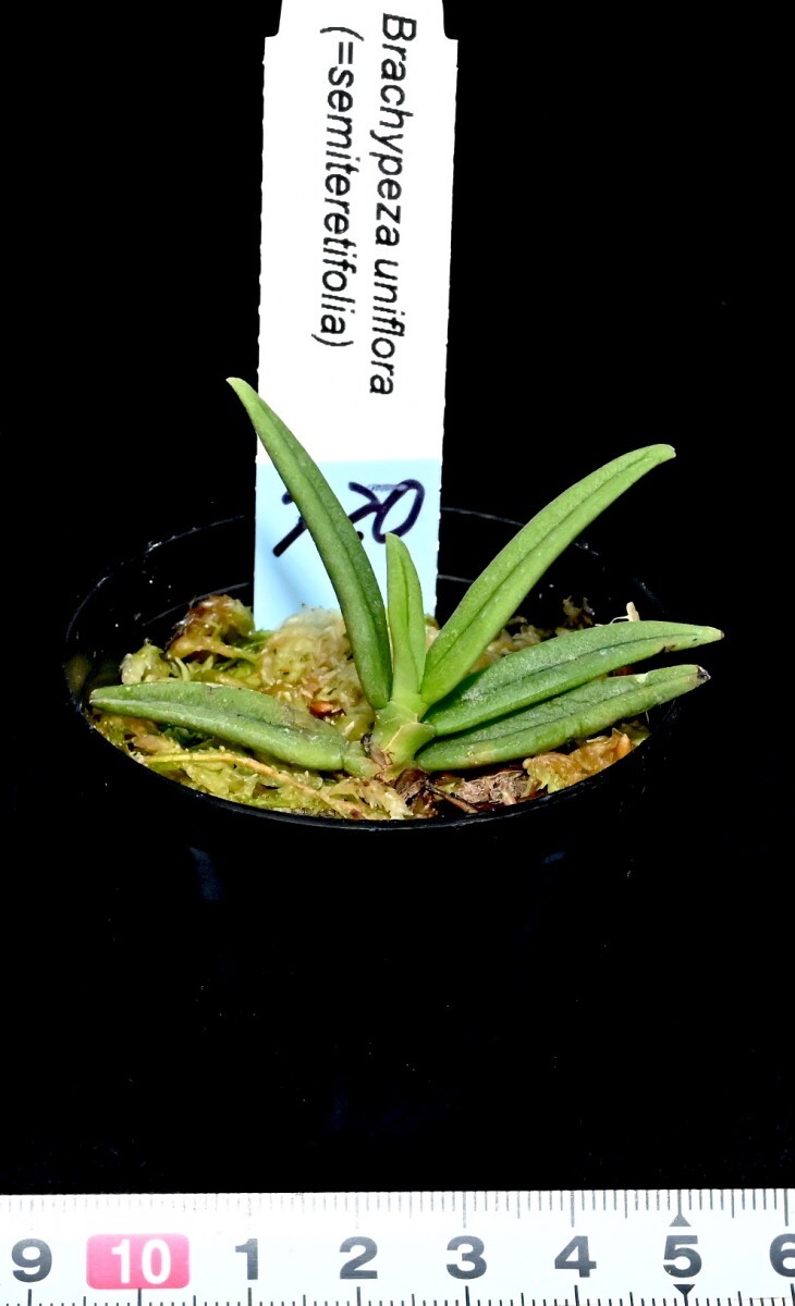 洋蘭原種 (720) 原産地由来　Brachypeza semiteretifolia (=uniflora) ブラチペザ　セミテレティフォリア_今回出品の株です。