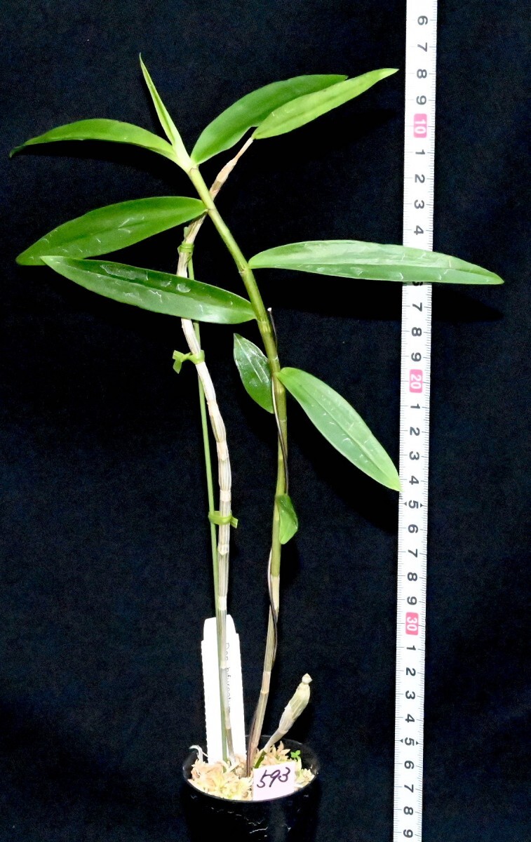 洋蘭原種 (593) 最高の香りのデンドロビューム 　Den. bifurcatum デンドロビューム ビファーカタム_今回出品の株です。