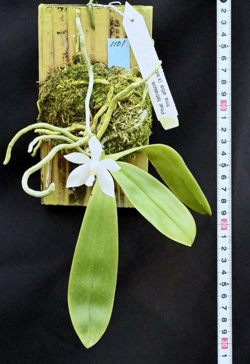 洋蘭原種 (1101) 板付き　花付き　Phal. tetraspis fma. alba (Sib) ファレノプシス テトラスピス　アルバ_今回出品の株です。