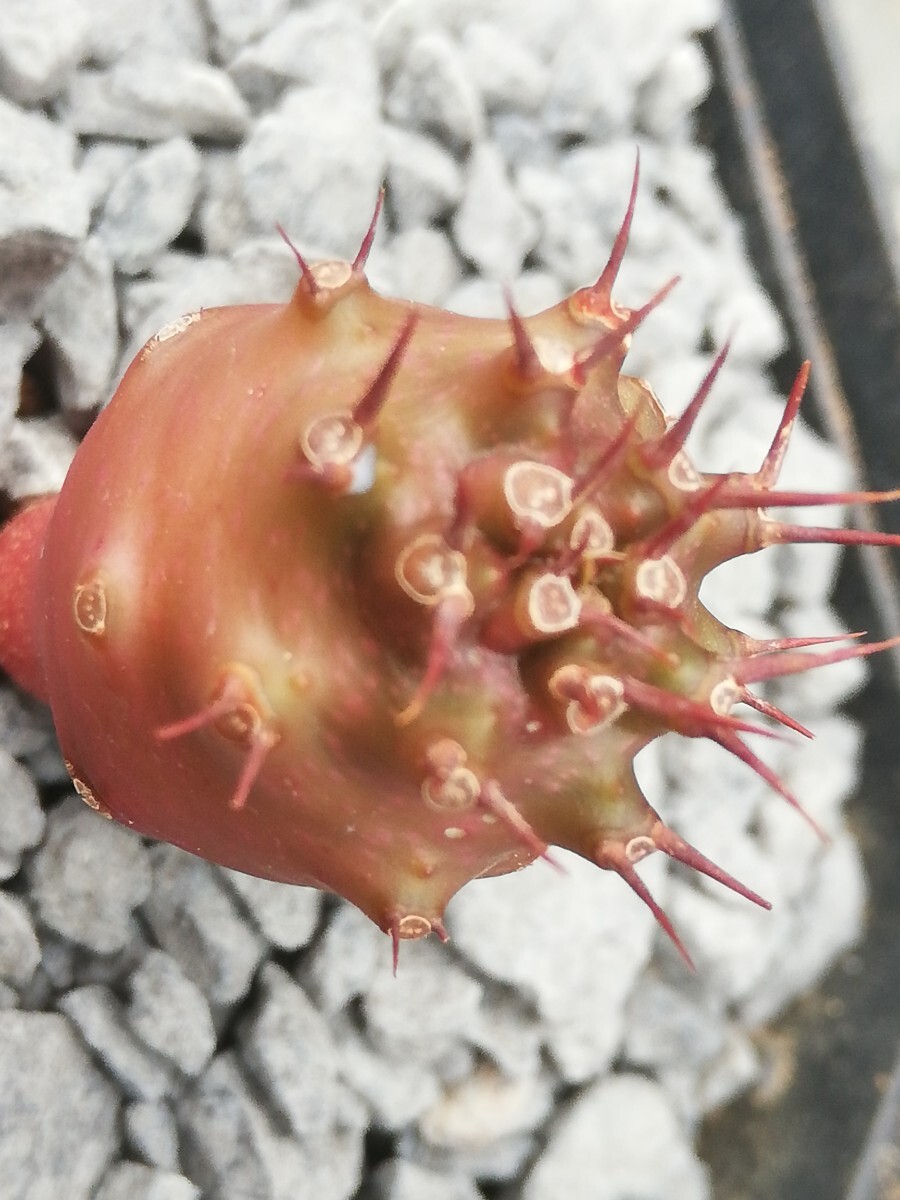 ★☆[ぺてぃのお店] 　ユーフォルビア　パキポディオイデス　　Euphorbia pachypodioides　　　☆★_画像3