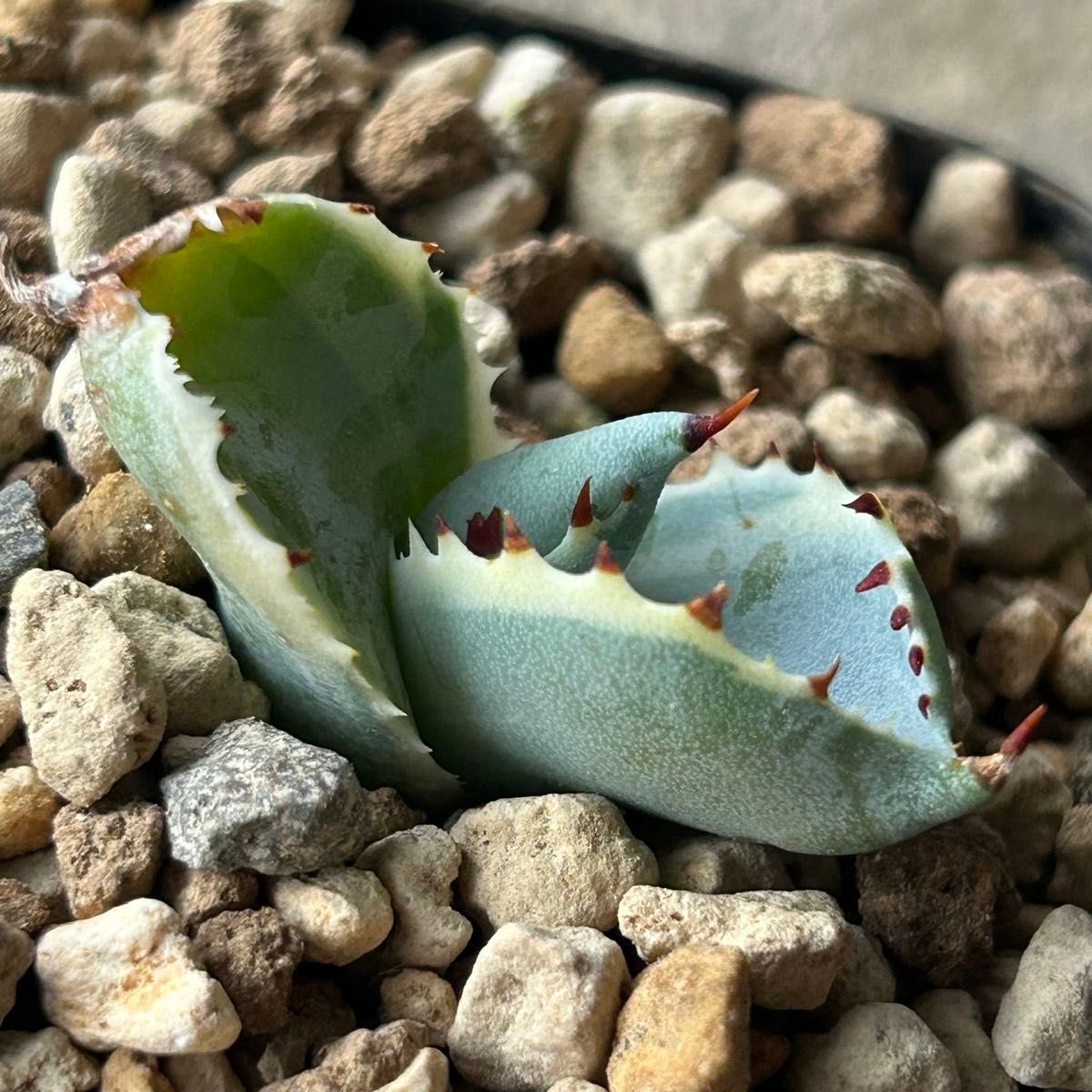 【極上台湾ナーセリ】アガベ カブトガニ錦　王妃甲蟹錦  子株f-②