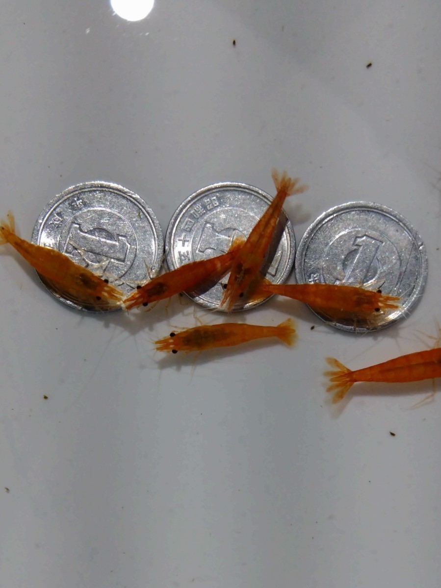  orange Cherry shrimp 20 pcs set freshwater prawn approximately 1.5cm~ largish beautiful recommendation ① free shipping 