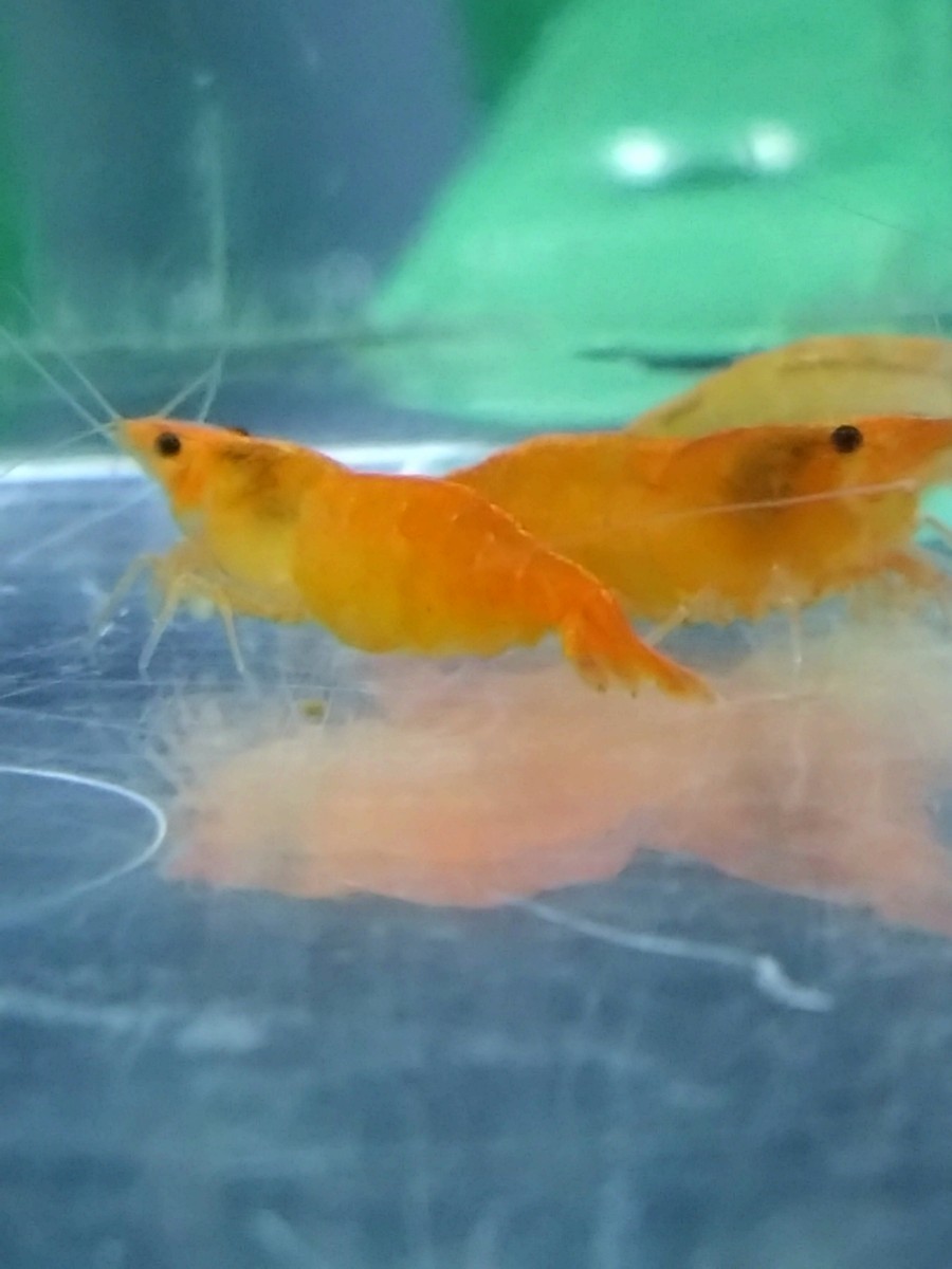  orange Cherry shrimp 20 pcs set freshwater prawn approximately 1.5cm~ largish beautiful recommendation ① free shipping 