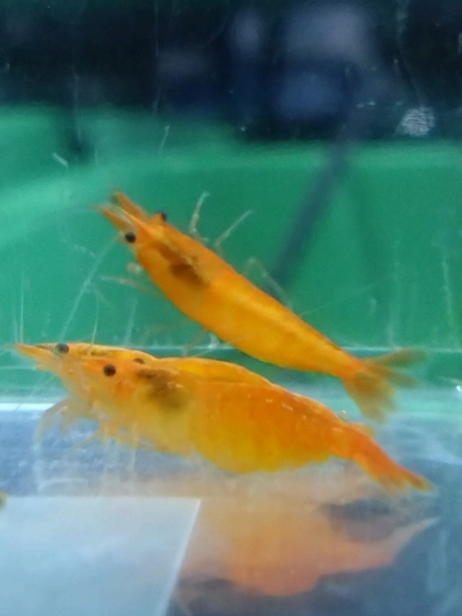  orange Cherry shrimp 10 pcs set free shipping 1.5cm~ large beautiful recommendation ②