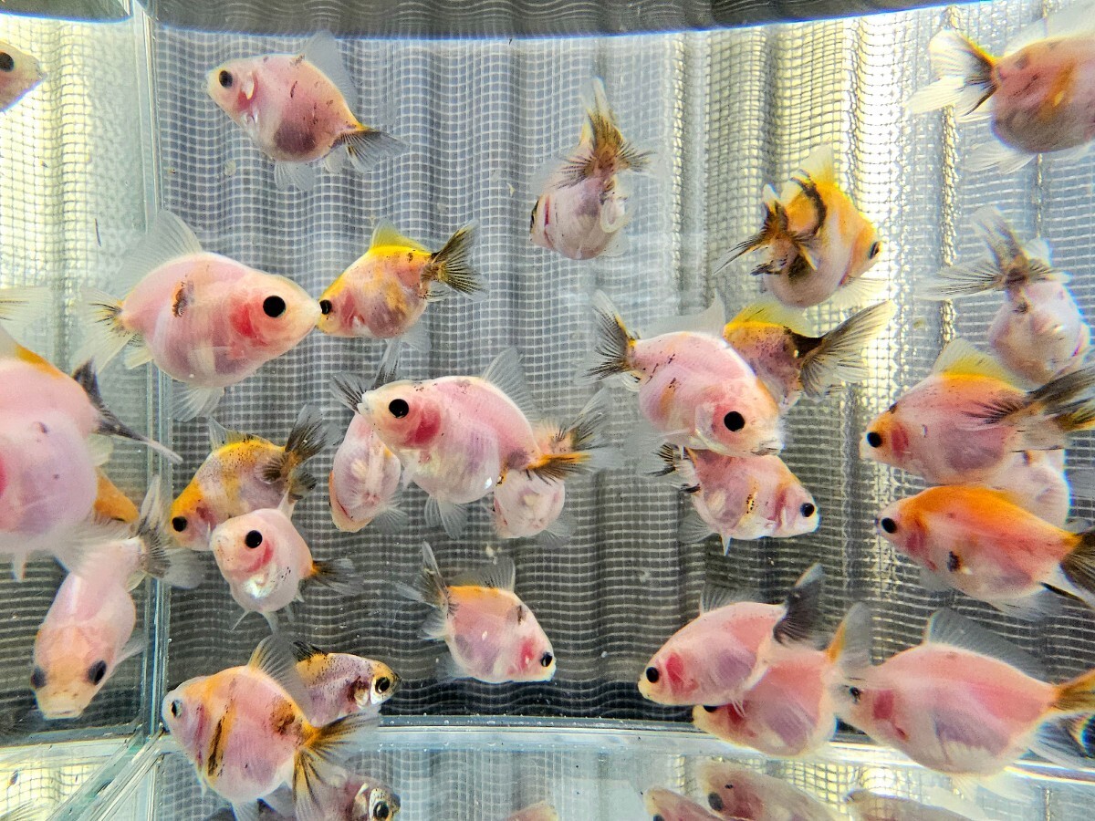 オランダショートテール 稚魚 透明鱗 15匹セット_画像1