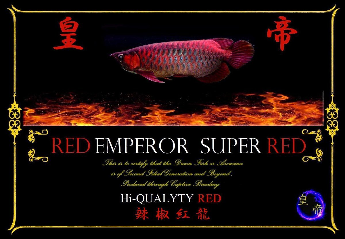 EMPEROR RED皇帝セミショートロングフィン辣椒紅龍 口先端反り強いスプーンヘッド！埼玉県発送死亡着保証あり！61767の画像6