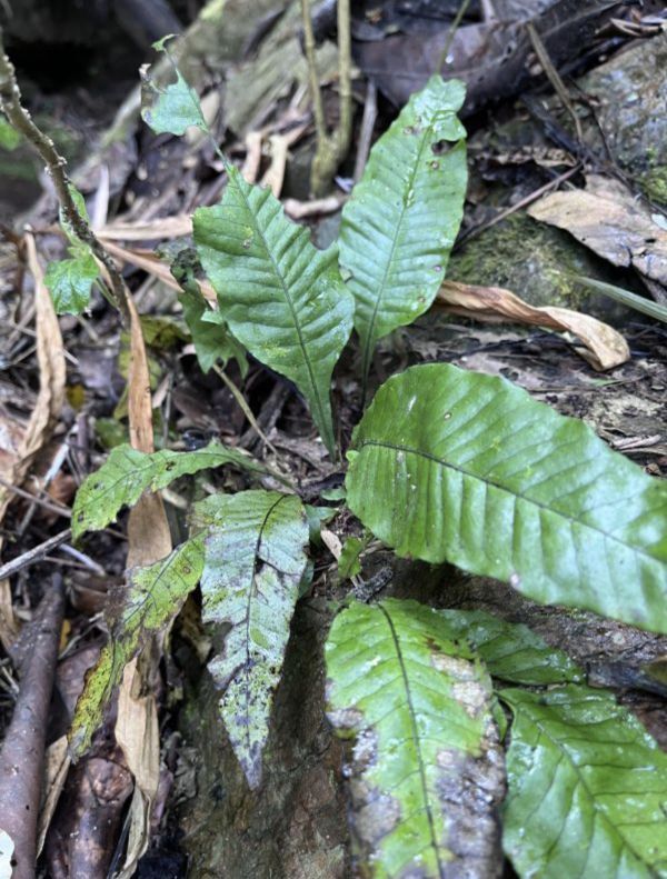 [NM] Leptochilus pteropus Wiang Pa Pao Microsorum ミクロソリウム シダ 水草 原種 熱帯植物_画像1