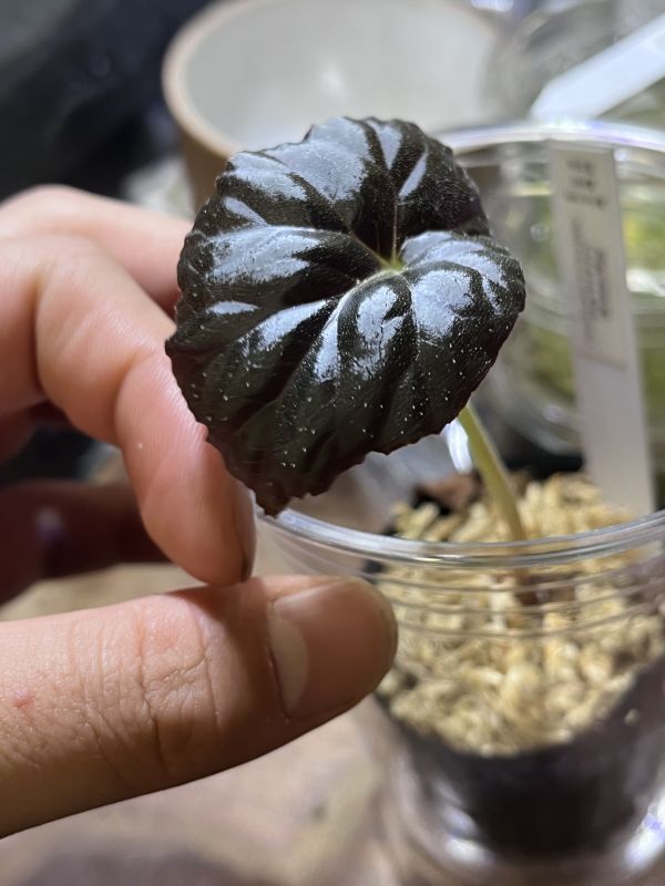 [NM] Begonia sp. Chiang Mai ベゴニア 原種 熱帯植物_画像1