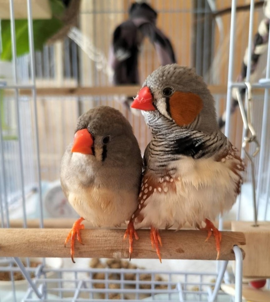 有精卵 食用 卵 錦花鳥 キンカチョウ 3個の画像1