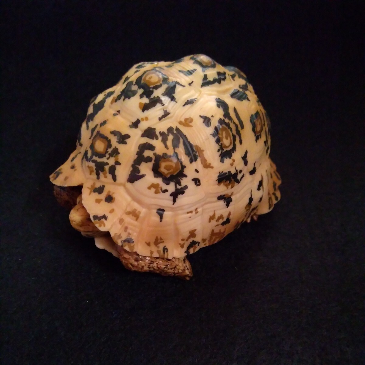  распроданный товар Bandai BANDAI. кимоно большой иллюстрированная книга черепаха so Мали a леопард mongame(. body ) черепаха фигурка 