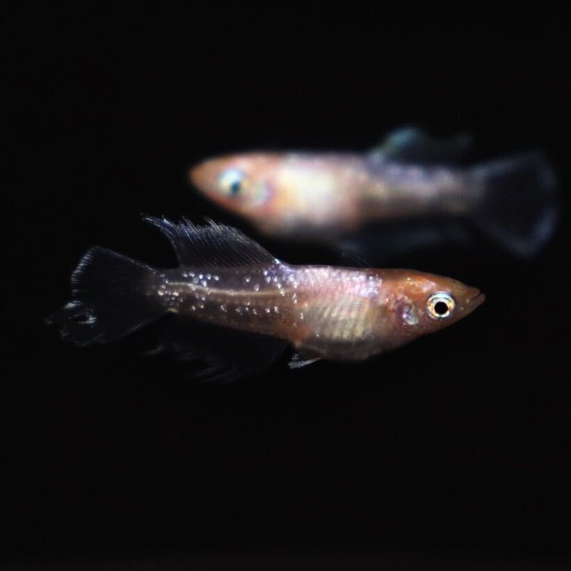 【minamo】現物 ハイビスカス 極上若魚（１ペア）産卵確認済み 夢中めだか様直系 HB-01の画像7