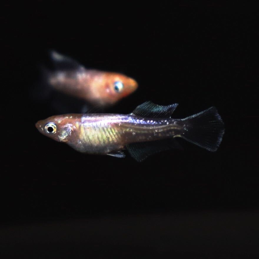 【minamo】現物 ハイビスカス 極上若魚（１ペア）産卵確認済み 夢中めだか様直系 HB-01の画像8