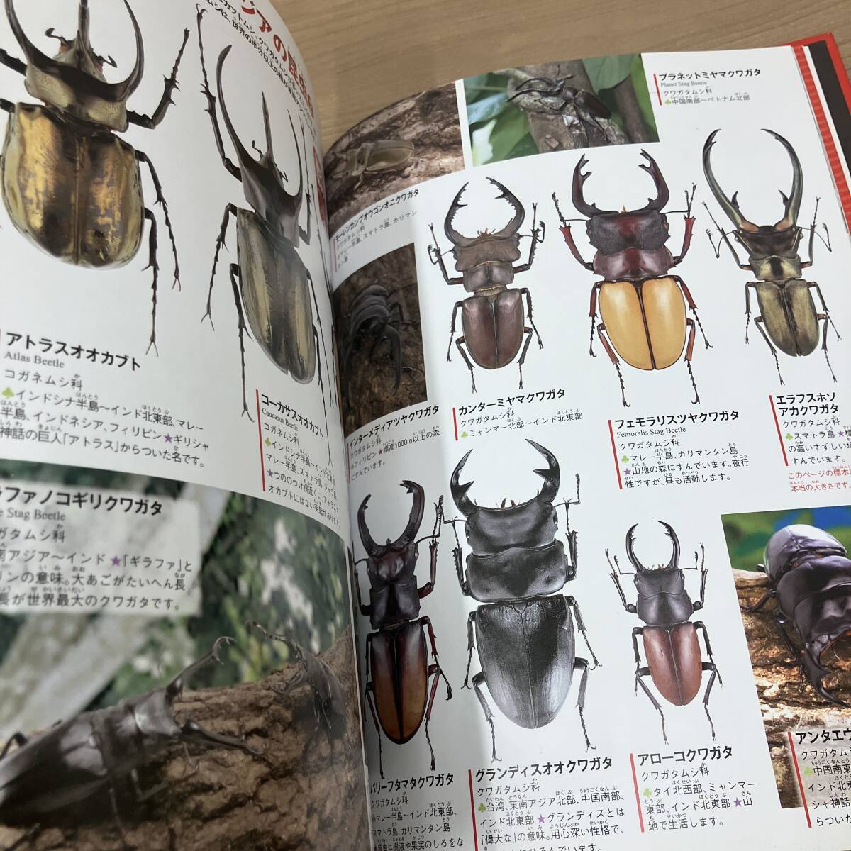 ●学研の図鑑 ライブ/LIVE 昆虫【本/ブック】★の画像5