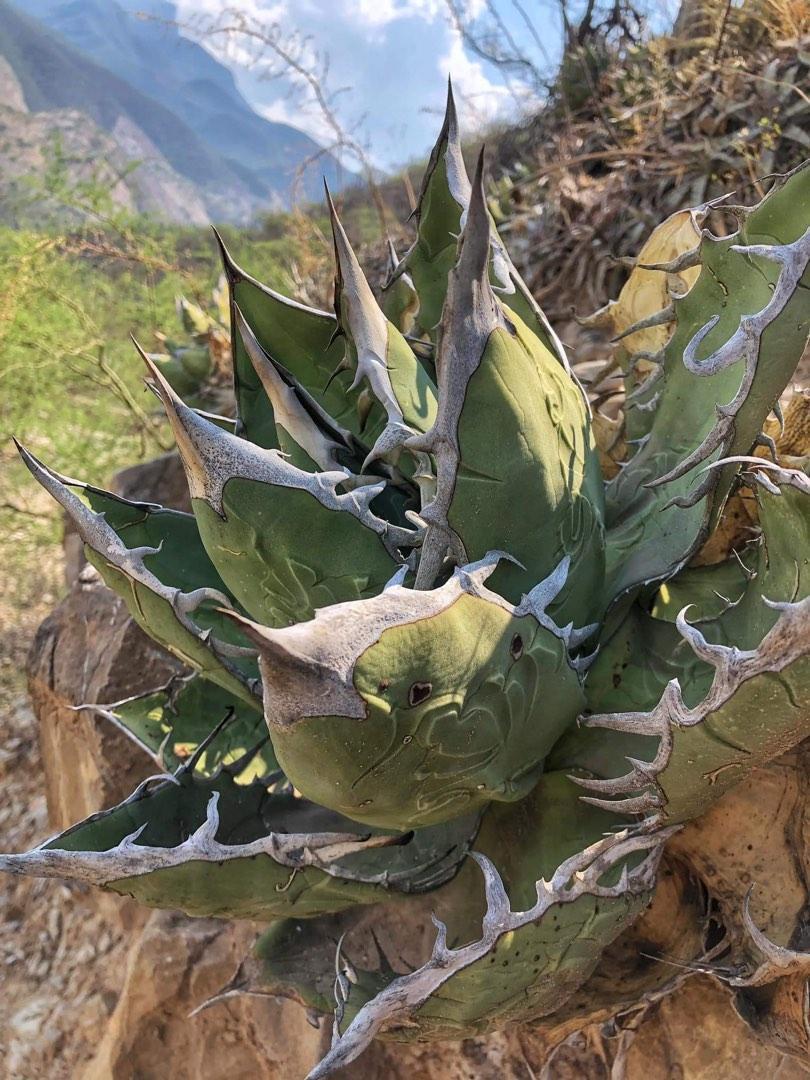 200粒程度 アガベ オテロイ オアハカ 種子 Agave oteroi Oaxaca 実生の画像2