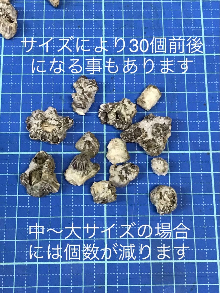 フジツボ塩漬　クロダイ釣り　ヘチ釣り　落とし込み