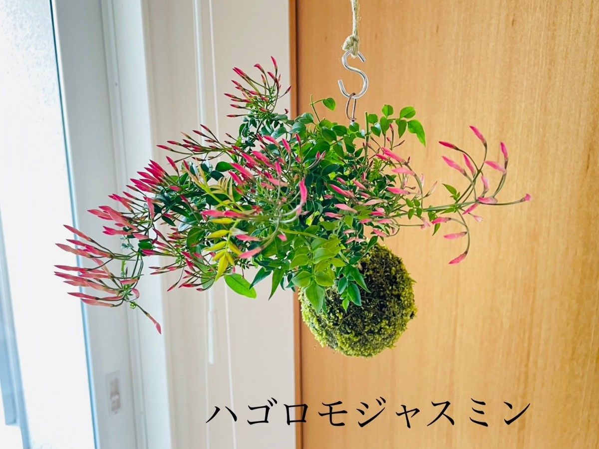 ハゴロモジャスミンの苔玉　ハンギング　ハーブ　花