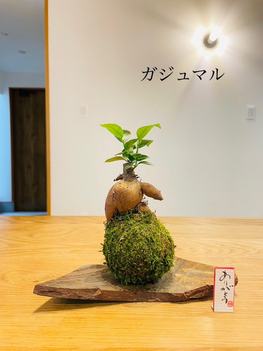 ガジュマルの苔玉　観葉植物　幸福の樹　 塊根植物