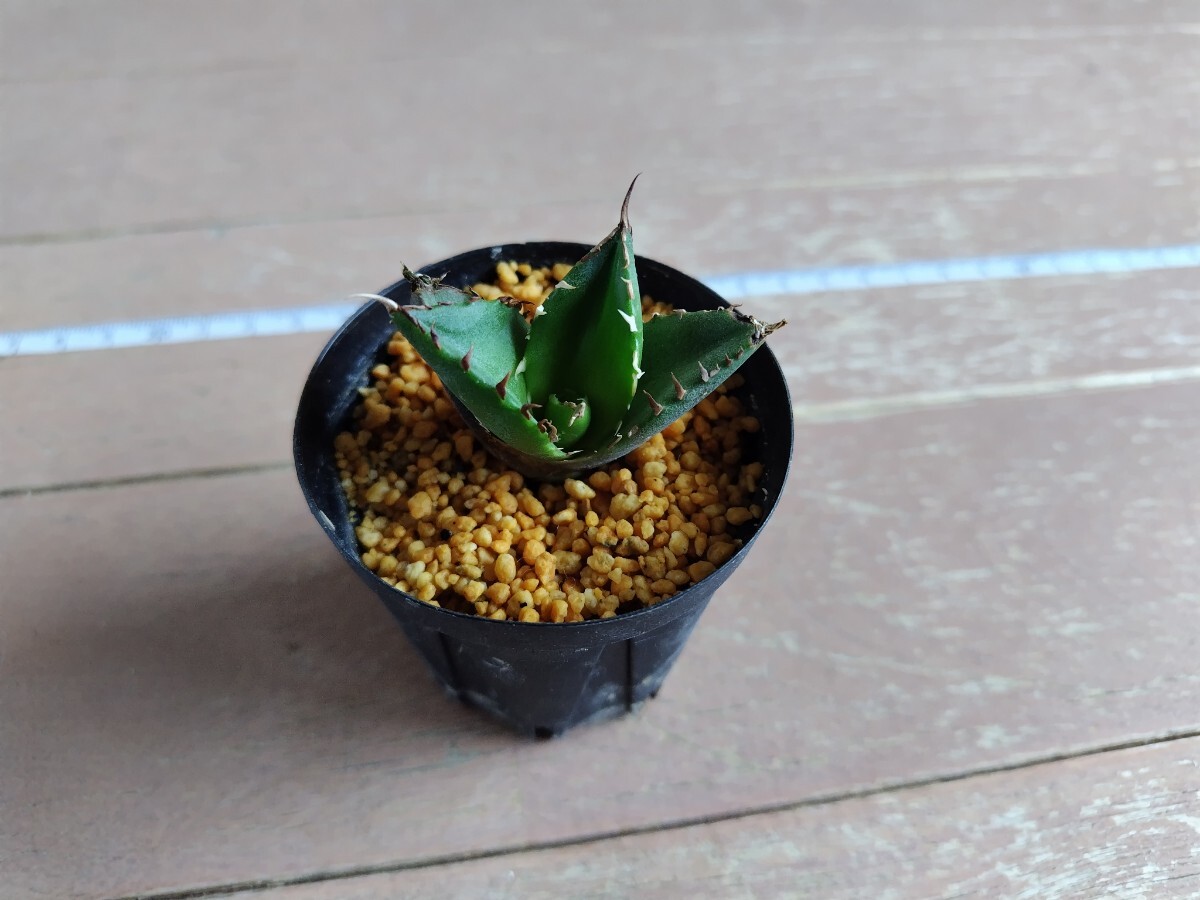 アガベ チタノタ シーザー　Agave Titanota Caesar　 鉢植え　_画像4